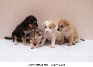 Portrait Of Group Little Puppies Dog Are Playing Together For Concept Of Friendship, Teamwork, Synergy, Discussion, Family, Different, Siblings