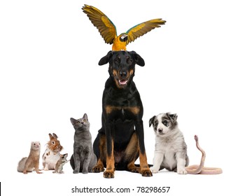 Portrait of group of pets in front of white background