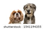 portrait group two dogs, cavalier and purebred tramp dog for web side. isolated on white background.