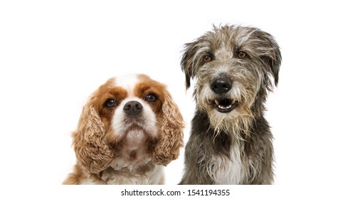 portrait group two dogs, cavalier and purebred tramp dog for web side. isolated on white background. - Shutterstock ID 1541194355
