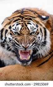 Portrait Of Growling Tiger