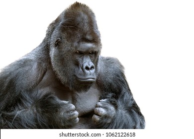 Portrait of a grumpy gorilla isolate