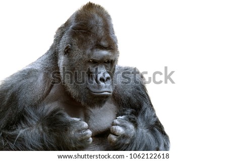 Portrait of a grumpy gorilla isolate