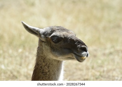 Portrait of a guanaco in a zoo - Shutterstock ID 2028267344