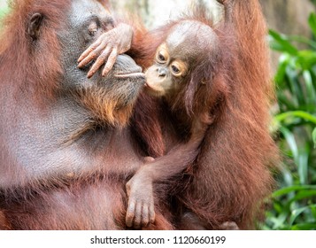 Portrait of a hairy orangutan mother kissing her little baby in the greenery of a rainforest. Singapore.