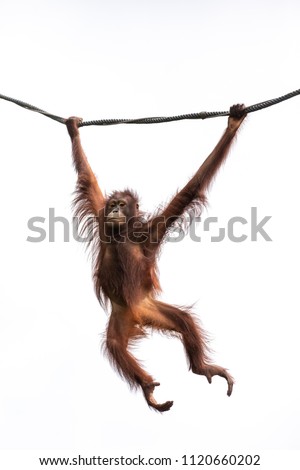 Portrait of a hairy orangutan swinging from a wine againt the bright sky. Singapore.