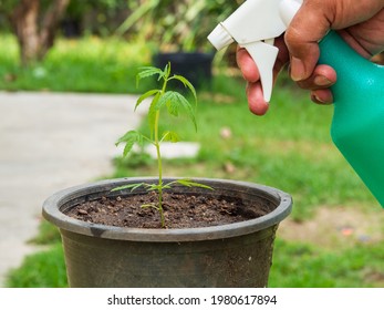 Portrait Hand Asian Man Watering Young Green Plant (cannabis) In Black Sprouts From Water Spray Bottle In Small Garden Inside The House. To Use Leisure Time Activities On Holiday Be With Nature Hobby