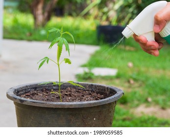 Portrait Hand Asian Man Watering Young Green Plant (cannabis) In Black Sprouts From Water Spray Bottle In Small Garden Inside The House. To Use Leisure Time Activities On Holiday Be With Nature Hobby