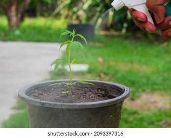 Portrait Hand Asian Man Watering Young Green Plant (cannabis) In Black Sprouts From Water Spray Bottle In Small Garden Inside The House. To Use Leisure Time Activities On Holiday Be With Nature Hobby