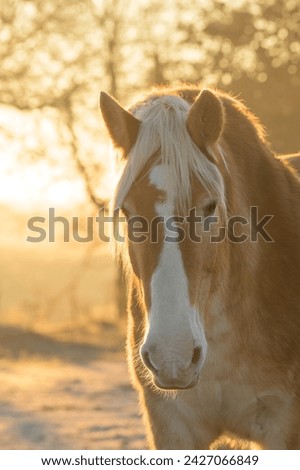 Portrait of a handsome Belgian draft horse on a frosty winter morning, side lit with bright sunrise