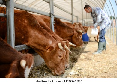 Portrait eines gut aussehenden Landwirts in einer kleinen Viehzucht, die sich um die Kühe und Rinder von Charolais kümmert
