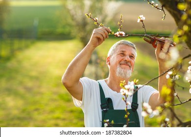 Portrait of a handsome senior man gardening in his garden, on a lovely spring day (color toned image) - Powered by Shutterstock