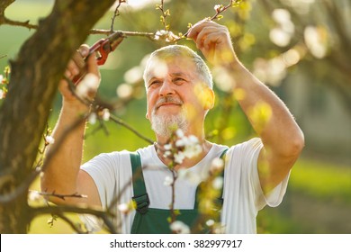 Portrait of a handsome senior man gardening in his garden, on a lovely spring day (color toned image) - Powered by Shutterstock