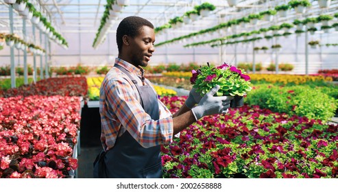 Portrait Of Handsome Young African American Male Gardener Working In Big Garden Center Holding In Hands Flower Pot Examining Plant. Side View Of Man Florist In Greenhouse Checking Flowers, Floral Shop