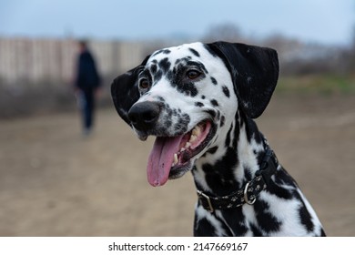 608 Dalmatian no spots Images, Stock Photos & Vectors | Shutterstock