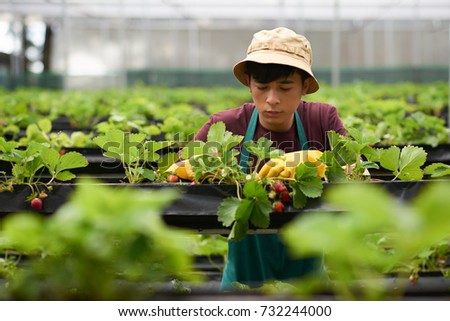 portrait handsome young greenhouse worker wearing stock photo edit greenhouse worker