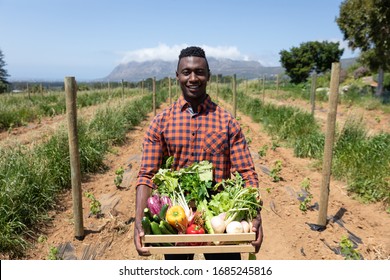 Portrait d'un heureux Afro-Américain debout dans un champ de culture portant une boîte de légumes bio frais. Famille profitant du temps à la maison, concept de style de vie