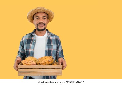 Portrait Of Happy African Farmer Man Standing Holding A Crate Of Fresh Cacao Fruit With Isolated On Yellow Background. American Black Male Smile And Lift A Basket Of Cocoa Pods And Looking At Camera.