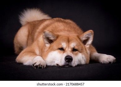 Portrait Happy Akita Inu Dog Stock Photo 2170688457 | Shutterstock