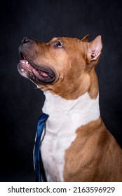 Portrait Of Happy American Staffordshire Terrier (AmStaff, American Staffy)