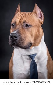 Portrait Of Happy American Staffordshire Terrier (AmStaff, American Staffy)