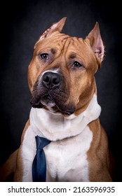 Portrait Of Happy American Staffordshire Terrier (AmStaff, American Staffy)