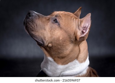 Portrait Of Happy American Staffordshire Terrier (AmStaff, American Staffy)