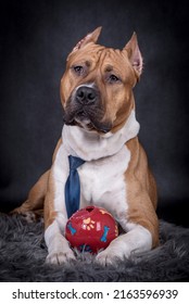 Portrait Of Happy American Staffordshire Terrier (AmStaff, American Staffy)