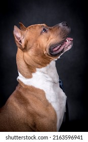 Portrait Of Happy American Staffordshire Terrier (AmStaff, American Staffy)