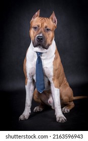 Portrait Of Happy American Staffordshire Terrier (AmStaff, American Staffy)