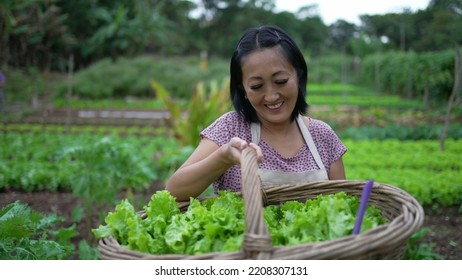 Portrait Of A Happy Asian American Small Farmer Holding Organic Food Inside Basket. Woman Showing Green Lettuces To Camera