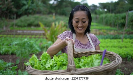 Portrait Of A Happy Asian American Small Farmer Holding Organic Food Inside Basket. Woman Showing Green Lettuces To Camera