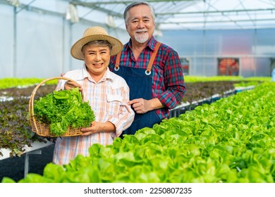 Portrait of Happy Asian elderly couple gardener holding organic lettuce vegetable in basket at hydroponics system greenhouse garden. Small business salad farm owner and healthy food production concept - Powered by Shutterstock