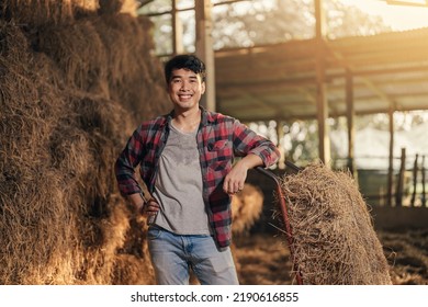 Portrait Happy Asian Man Farmer Keeping Hay Bales To Stock For Cow Feeding Of Stables In Cattle Farm.