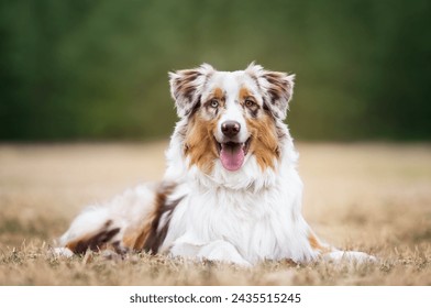 Portrait of a happy australian shepherd with different colored eyes lying on the beige lawn. Dog portraits in nature. Life with dog. - Powered by Shutterstock