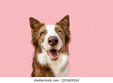 Portrait happy border collie dog. Spring concept. Isolated on pink pastel background - Shutterstock ID 2253659261
