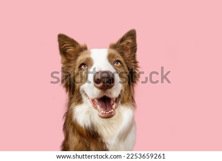 Portrait happy border collie dog. Spring concept. Isolated on pink pastel background