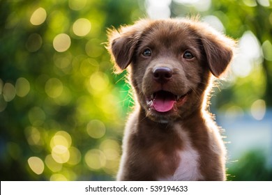Portrait of Happy brown cute Labrador Retriever puppy with foliage bokeh background. Head shot of smile dog with colorful spring leaf  at sunset with space for text.