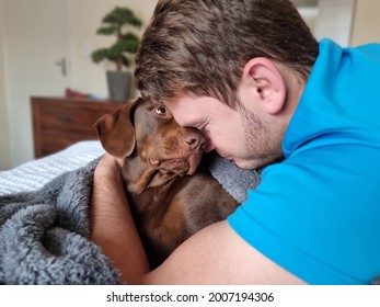 Portrait Of Happy Brown Labrador Dog Looking Lovingly At Owner. Man Embraces Canine While On The Bed Under The Blankets. Emotional Animal Support.