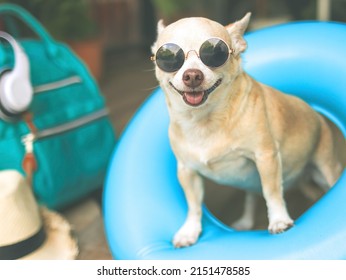 Portrait of a happy  brown short hair chihuahua dog wearing sunglasses, standing  in blue swimming ring with travel accessories, straw hat, backpack and headphones.
