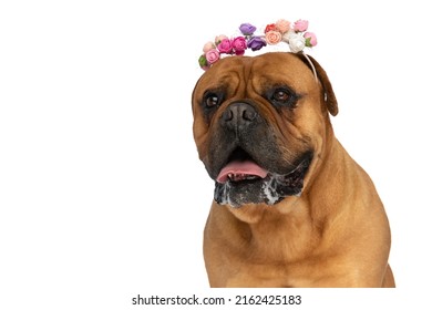 Portrait Of Happy Bullmastiff Dog With Colorful Spring Flowers Headband Panting And Drooling On White Background In Studio