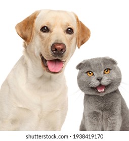 Portrait Of A Happy Cat And Dog, Isolated On A White Background