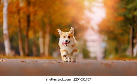 Portrait Happy Corgi Dog Running In Yellow Park, Autumn Mood Banner.