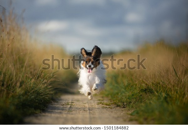 Portrait of happy and crazy papillon\
dog running fast on the path in the field. Cute and beautiful dog\
breed continental toy spaniel having fun outdoors in\
fall