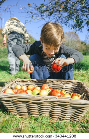 Similar – Portrait of happy kid putting apples in wicker basket