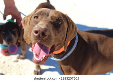 Portrait of a happy dog with a funny smile. Brown Weimaraner dog smiling to the camera with the mouth open and the tongue out. a tiny puppy is also staring in the background. - Shutterstock ID 2283207505