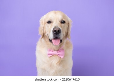 Portrait of a happy dog in a pink bow tie. Golden Retriever sitting on a light purple background with room for text. Postcard with a pet in the color of the year - Powered by Shutterstock