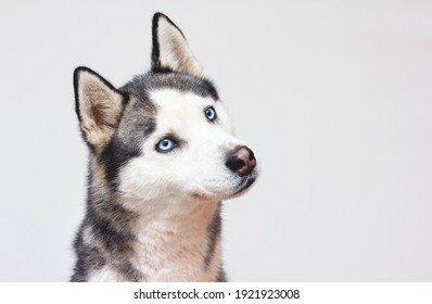 Portrait happy emotion husky dog. Siberian husky black and white color with blue eyes.