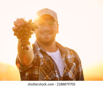 Portrait Of A Happy Farmer Holding Up A Bunch Of Grapes, Excited And Happy With Organic Fruit. Young Man Proud Of Sustainable Farming, Cheerful And Eager To Start His Produce Selling Business