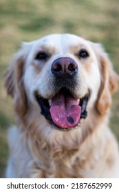 Portrait Of A Happy Golden Retriever Focused On Her Tongue Birth Mark 